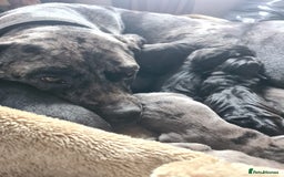 Mixed Breed dogs for sale: Harlequin cane corso X American bulldogge - Image 1