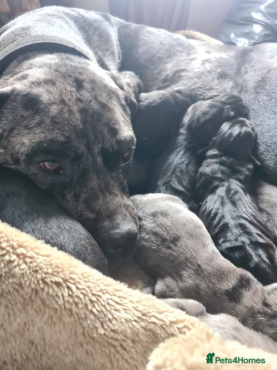 Mixed Breed dogs for sale: Harlequin cane corso X American bulldogge - Image 1
