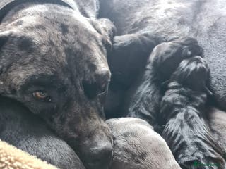 Mixed Breed dogs Harlequin cane corso X American bulldogge - Advert 19