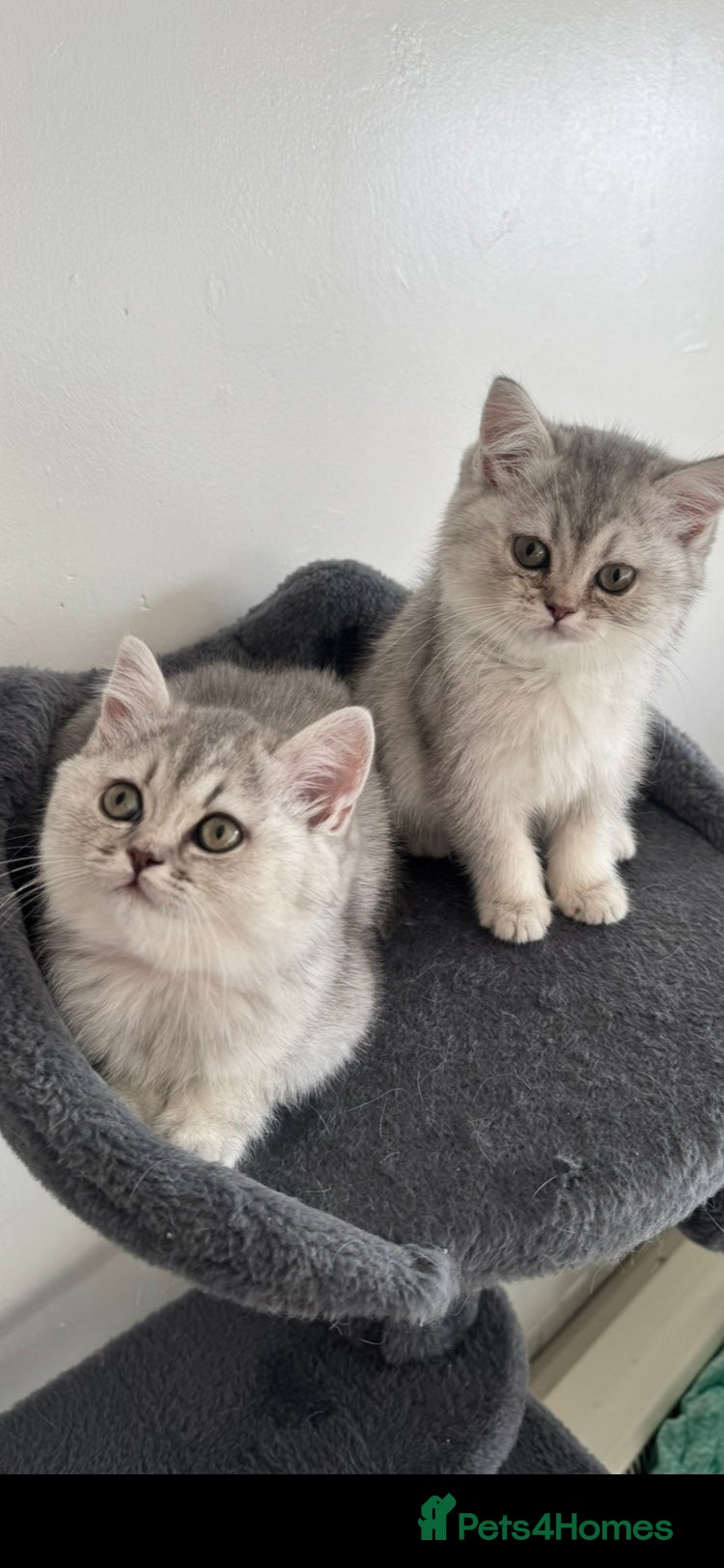British Shorthair cats 5 Beautiful British Short hair kittens - Advert 2
