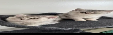 British Shorthair Kitten 5