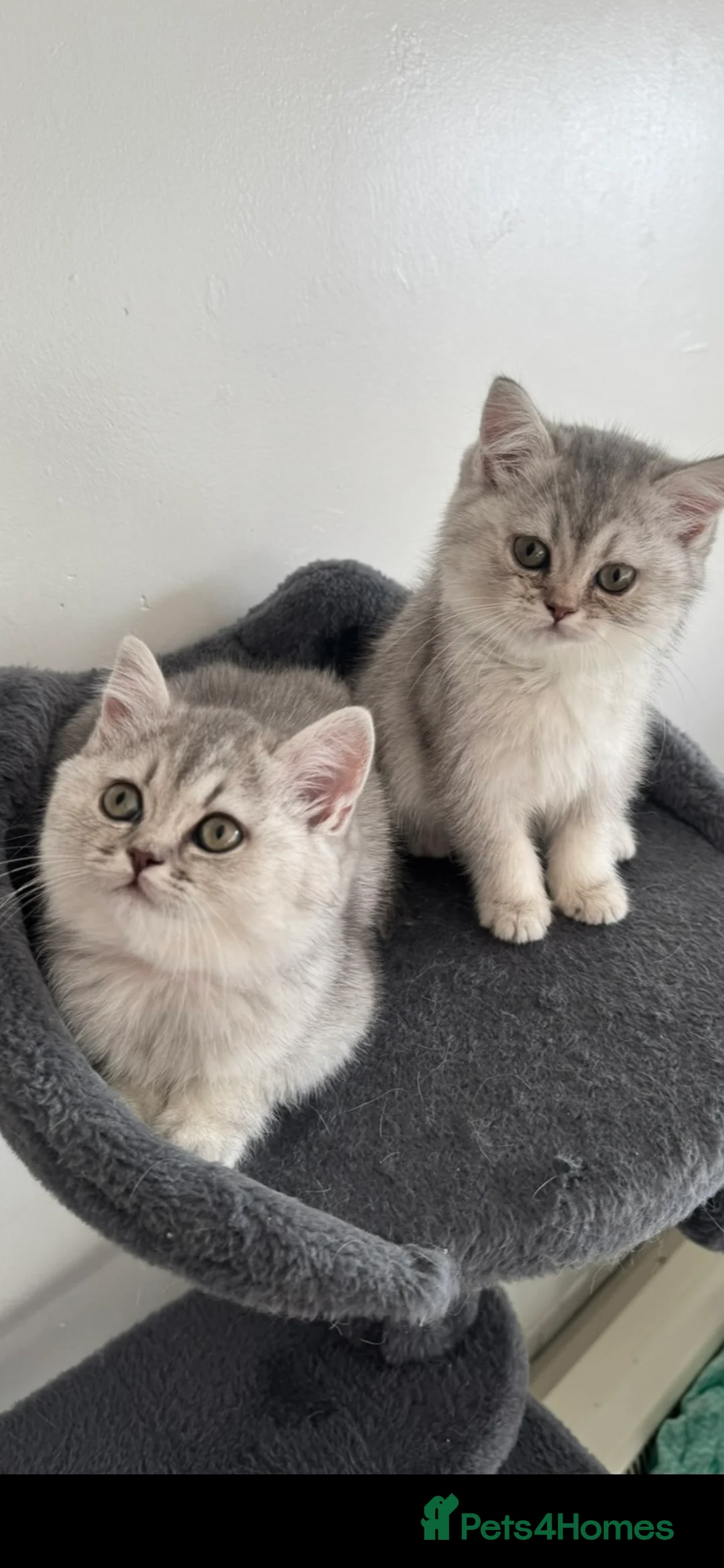 British Shorthair cats for sale: 5 Beautiful British Short hair kittens - Advert 2