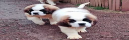 Saint Bernard dogs for sale: REDUCED Show Quality Saint Bernard's  - Advert 5
