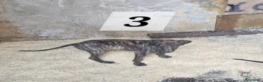 Lurcher 3