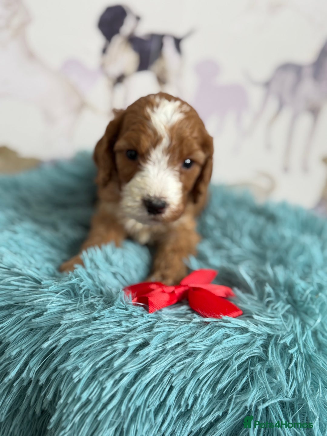 Cockapoo dogs for sale: F1 Cockapoo’s **fully DNA tested** - Image 14