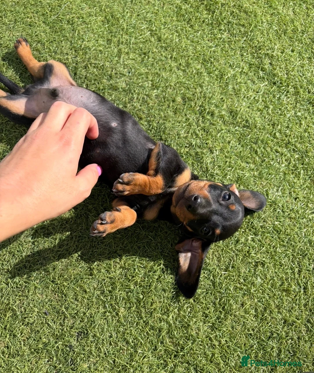 Miniature Dachshund dogs for sale: Miniature dachshund puppies  in Bridgwater - Advert 15
