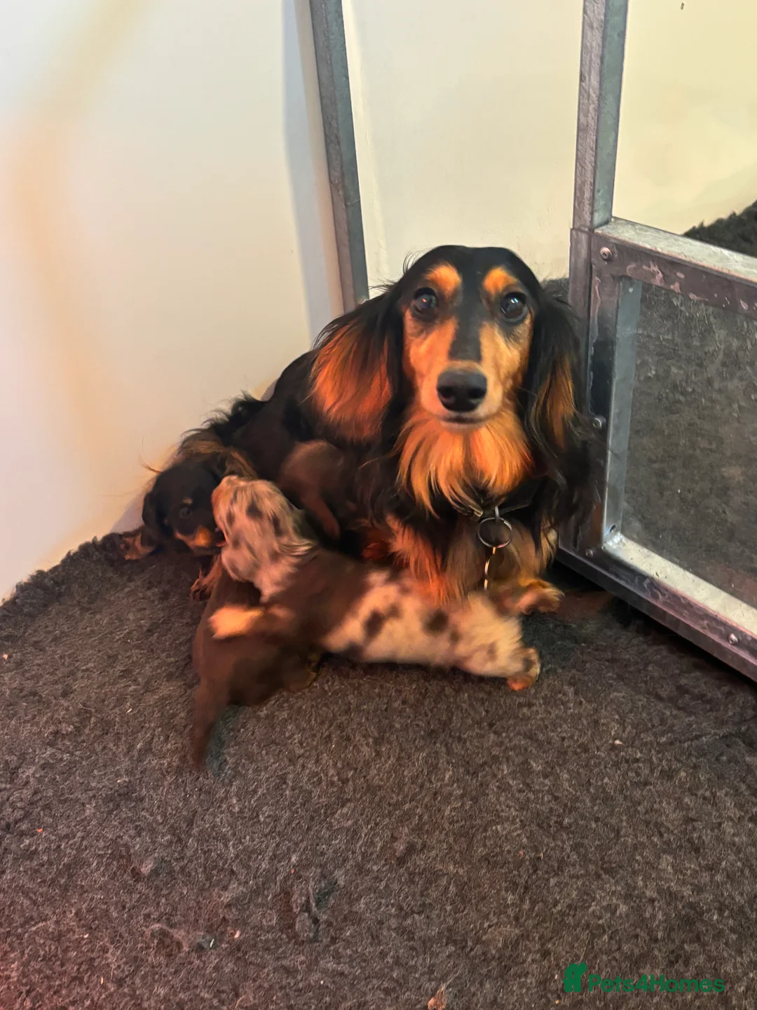 Dachshund dogs for sale: LAST BOY KC LONGHAIRED MINIATURE DACHSHUND - Advert 2
