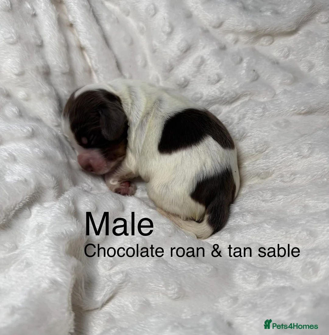 Cocker Spaniel dogs for sale: RARE SABLE KC health tested show cocker puppies - Advert 7