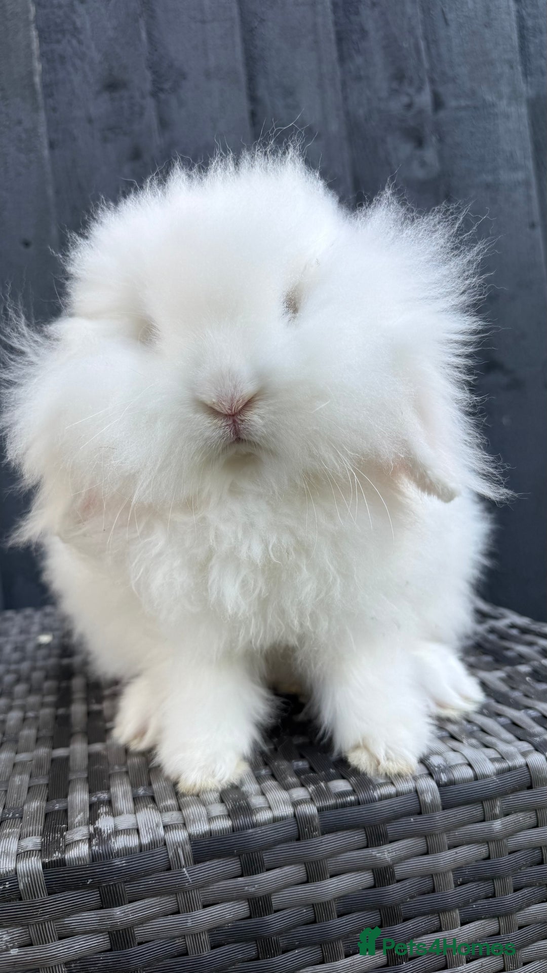 Mini Lion Lop rabbits for sale: Beautiful Blue Eyed TeddyWidder Boy - Advert 4