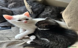 British Shorthair cats for sale: Adorable Kittens Looking for Loving Homes  in London - Image 25