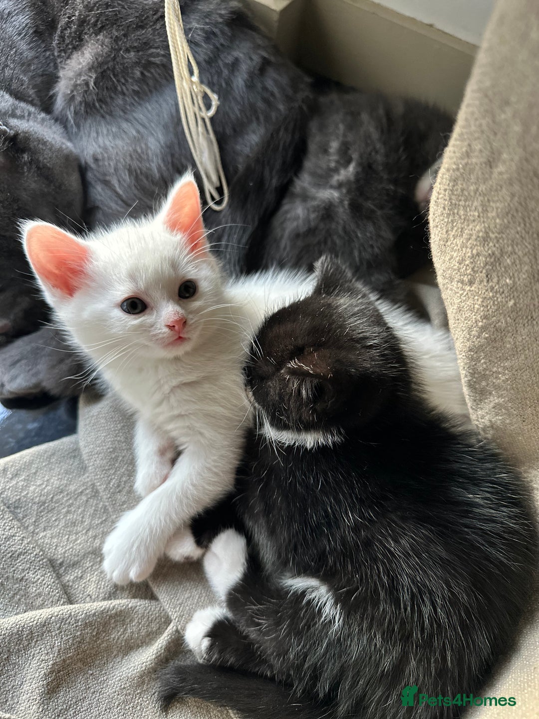 British Shorthair cats for sale: Adorable Kittens Looking for Loving Homes  in London - Image 25