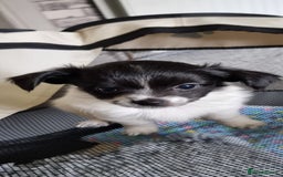 Chihuahua dogs for stud: Stud long haired white Chihuahua  in Coatbridge - Image 38