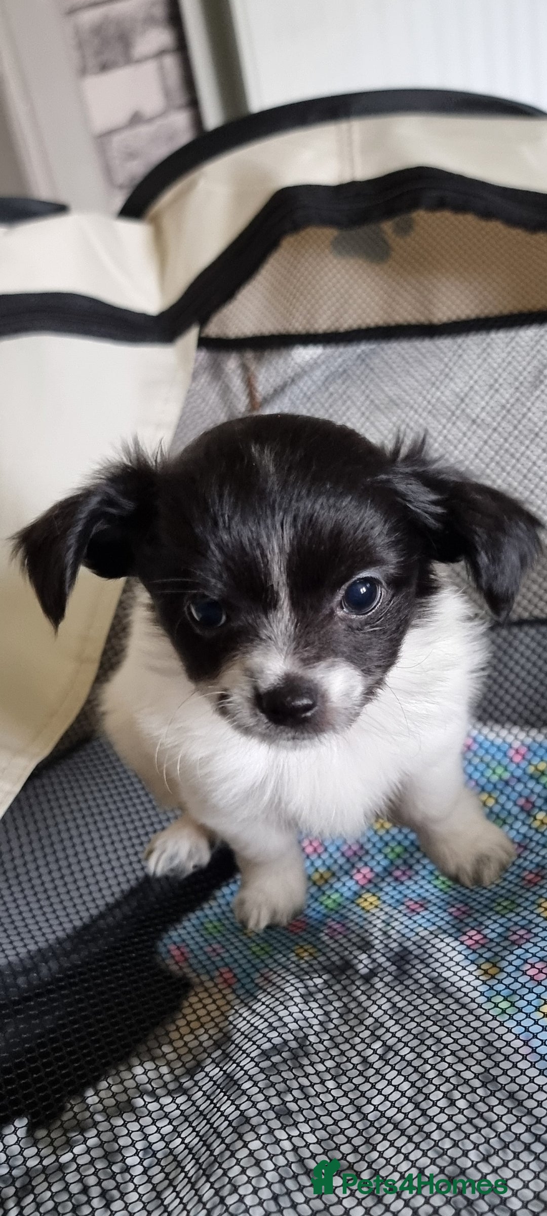 Chihuahua dogs for stud: Stud long haired white Chihuahua  in Coatbridge - Image 38