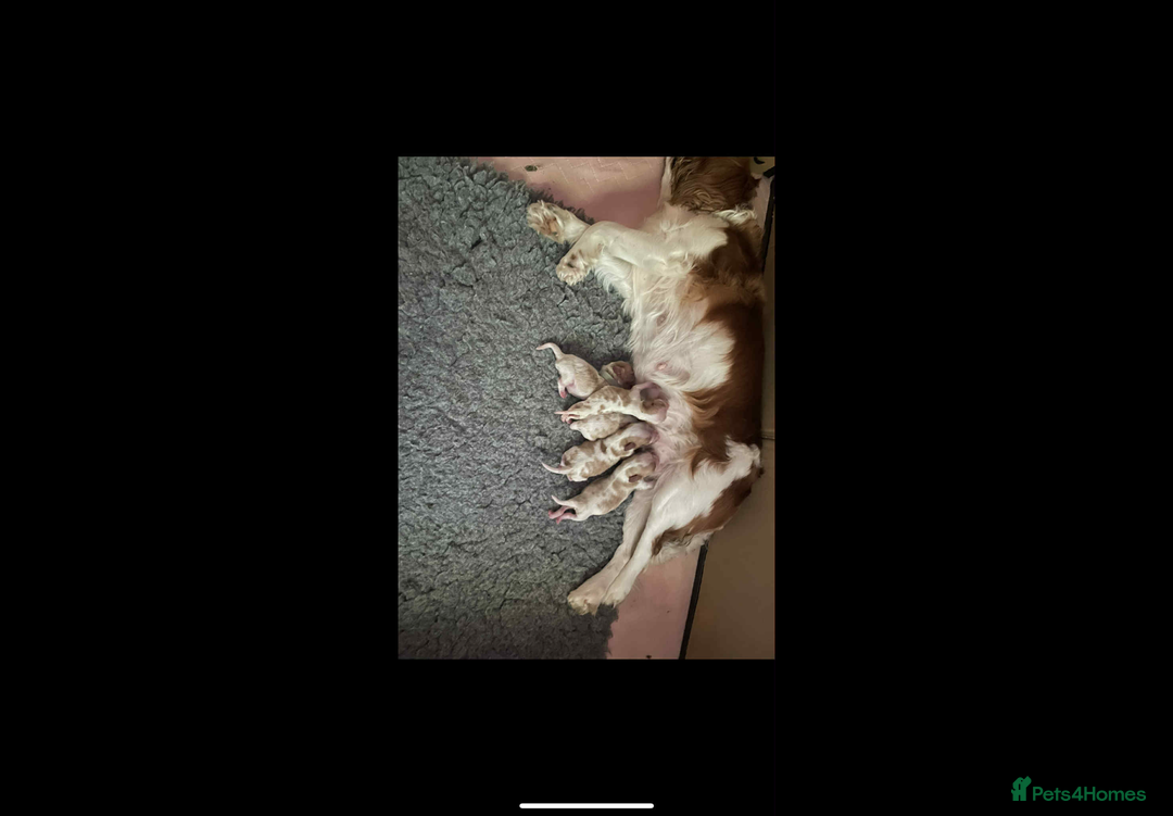 Cavalier King Charles Spaniel dogs for sale: Cavalier King Charles spaniel  - Image 2
