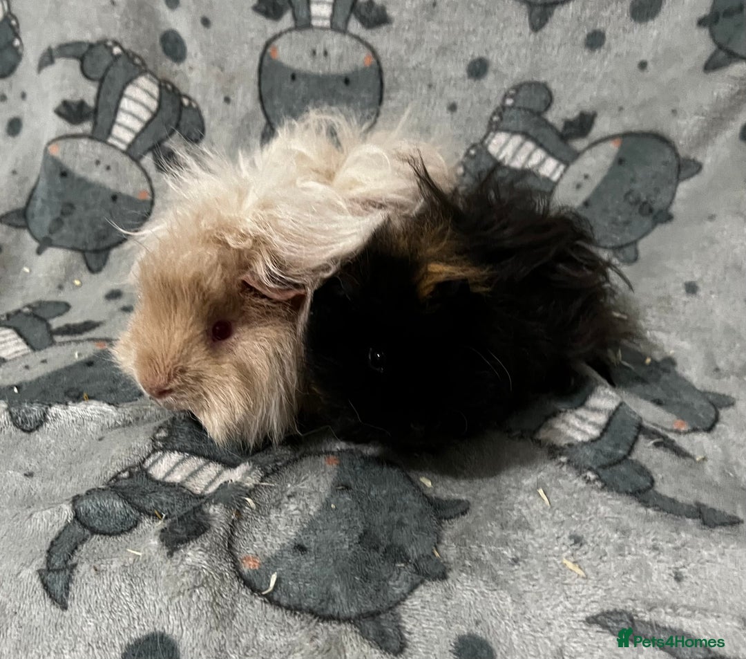 Guinea Pig rodents for sale: Guinea Pig pairs Teddy and Lunkarya  - Image 8