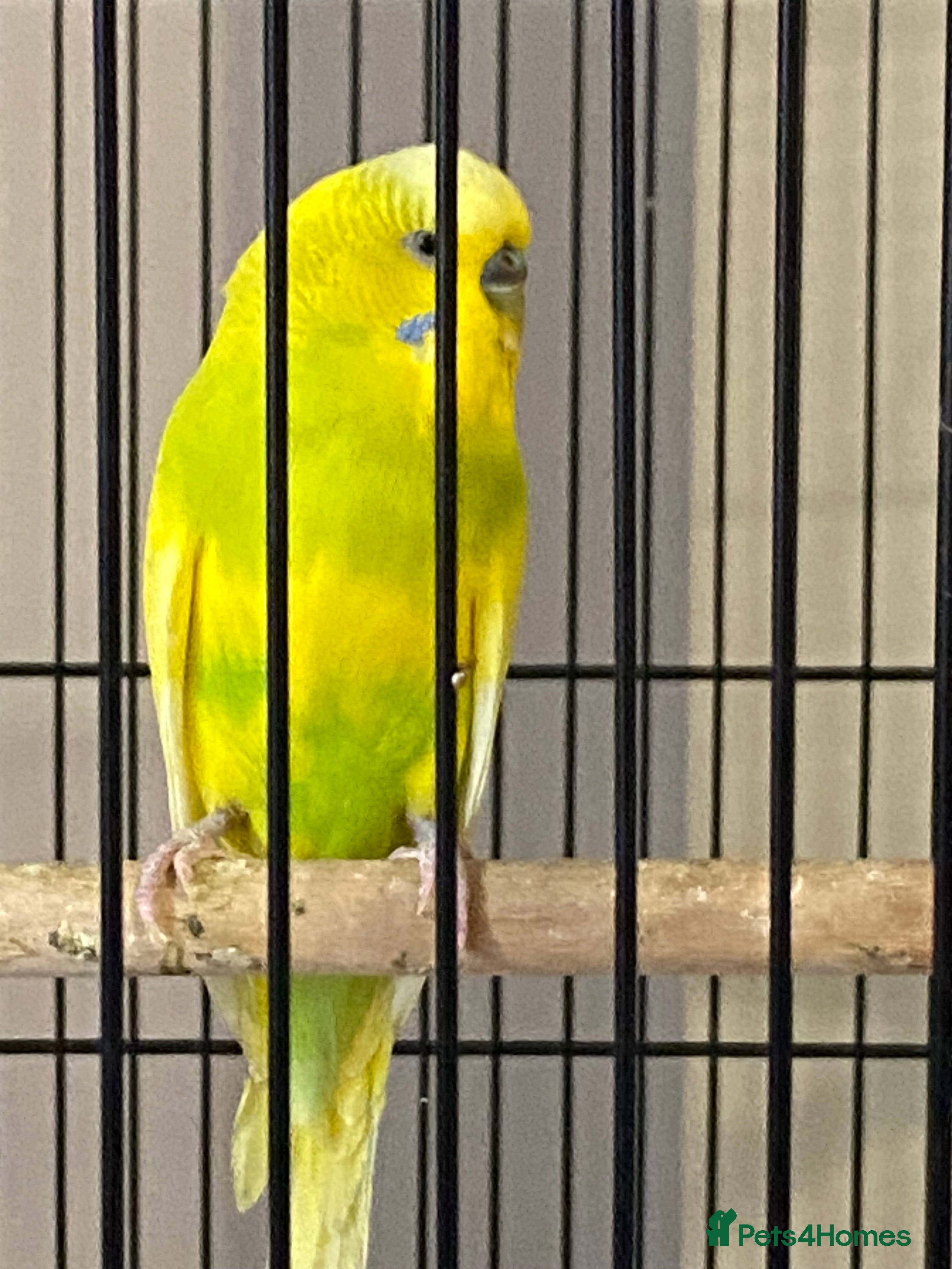 Budgerigars birds Beautiful budgies   - Advert 9