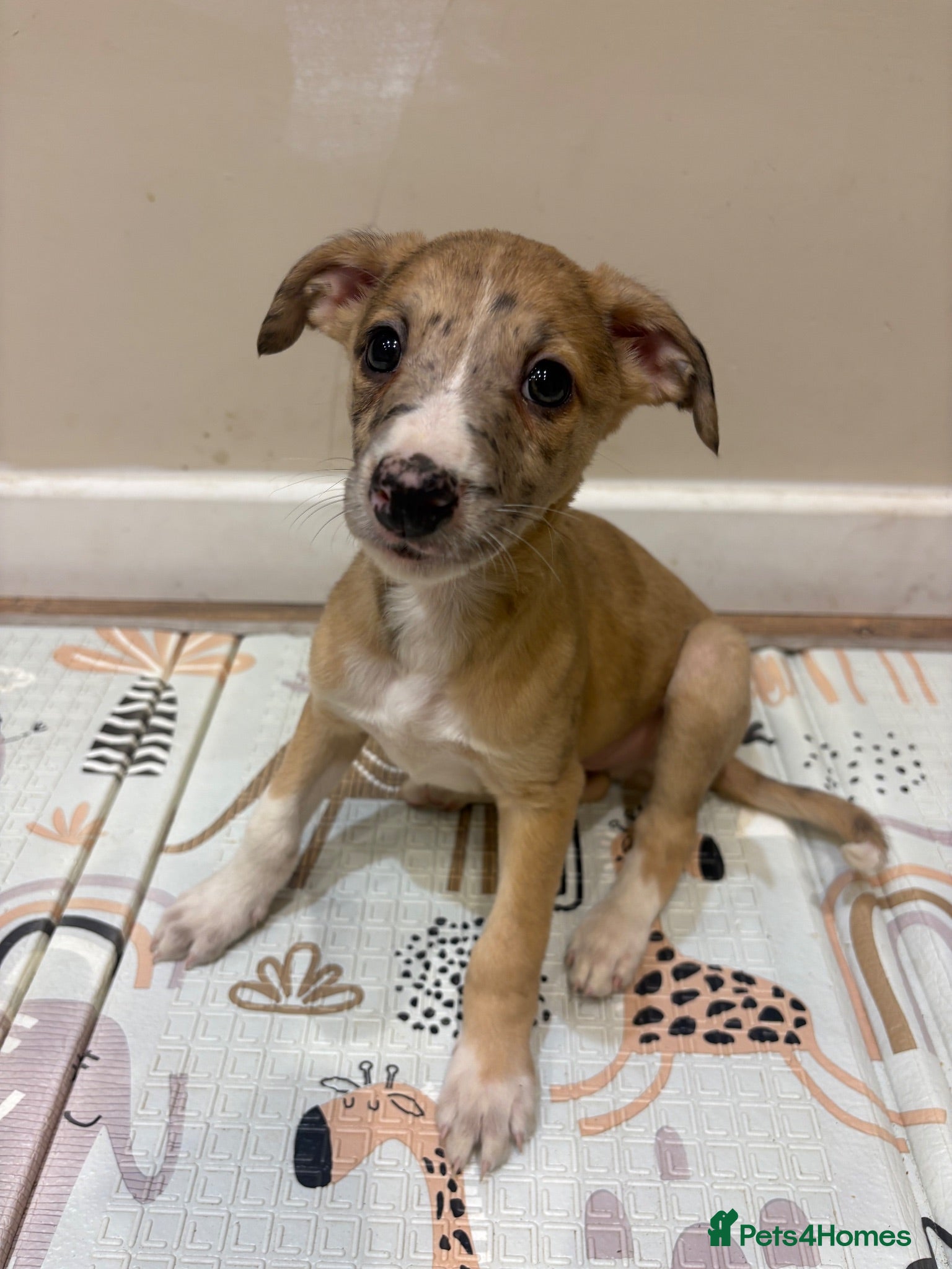 Mixed Breed dogs Whippet x lurcher pups - Advert 15