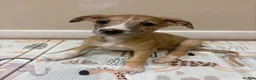 Mixed Breed dogs for sale: Whippet x lurcher pups - Advert 1