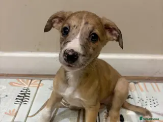 Mixed Breed dogs Whippet x lurcher pups - Advert 7