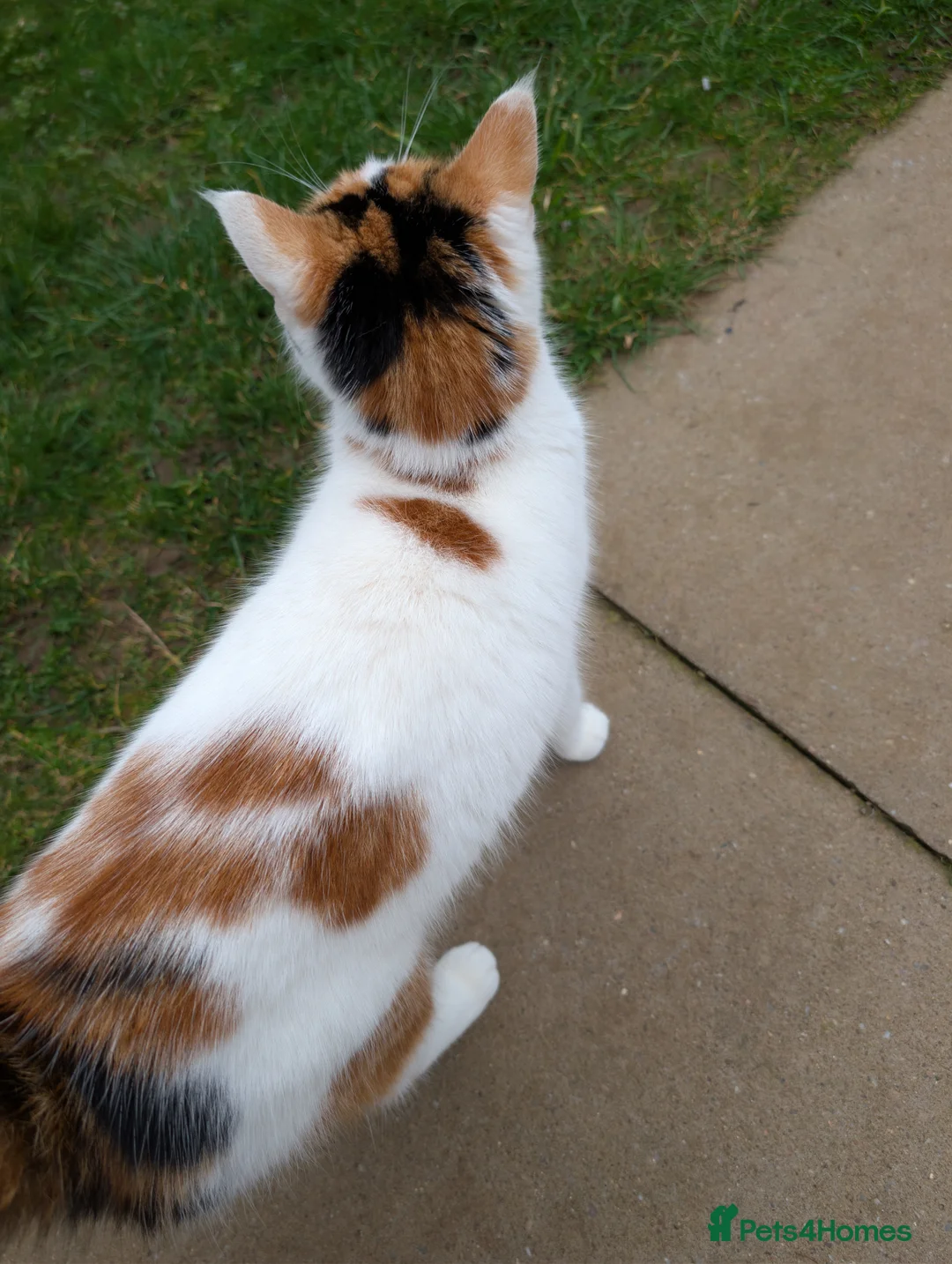 Mixed Breed cats for sale: Female cat in Northampton - Advert 2