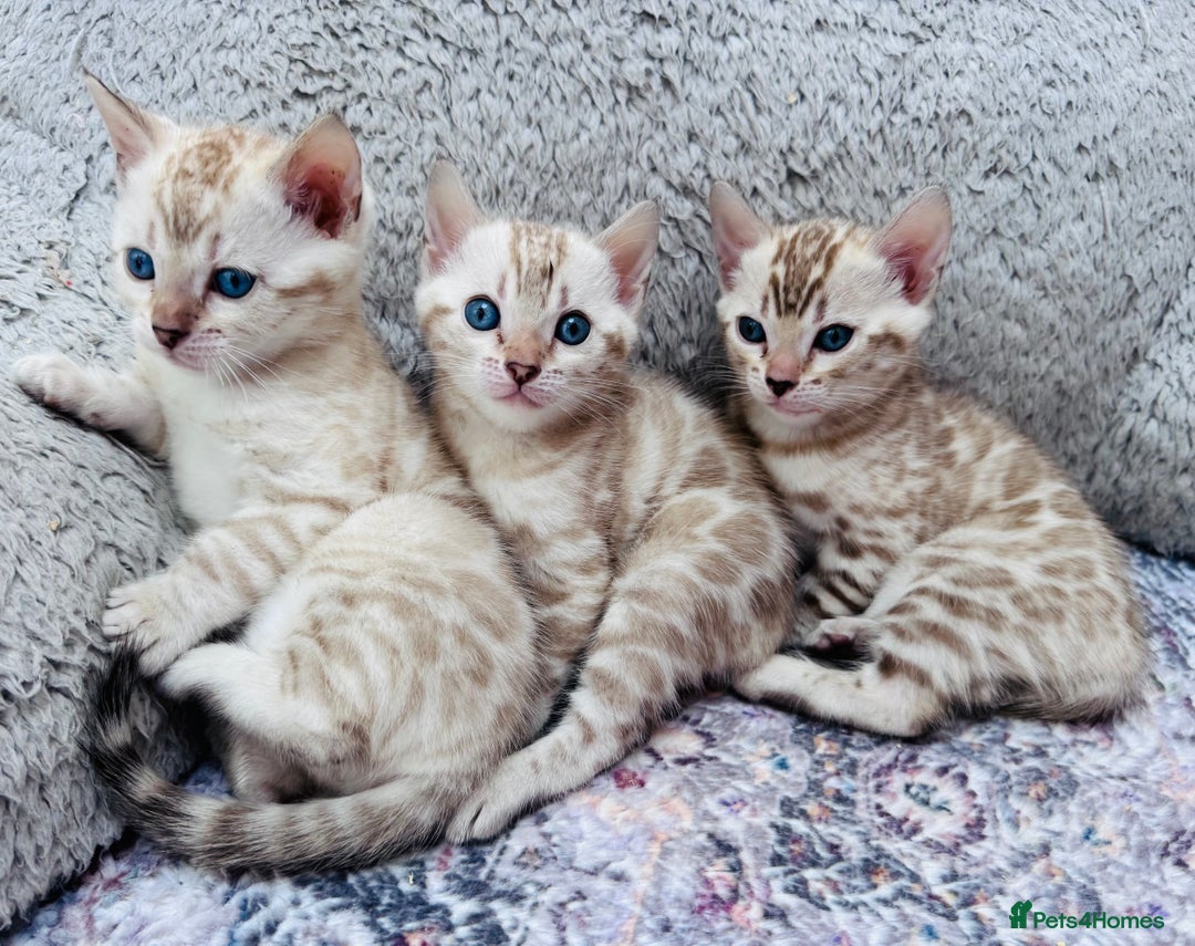 Bengal cats for sale: TICA Reg Bengal Kittens - Ready next month 🐾 - Image 2
