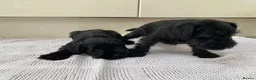 Miniature Schnauzer dogs for sale: 🐶 Miniature Schnauzer Puppy for Sale 🖤🤍 - Advert 9