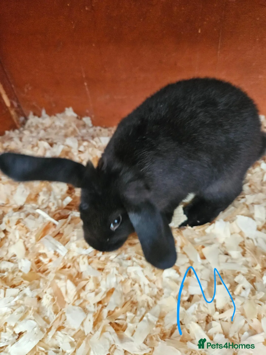 Mixed Breed rabbits for sale: Mini lop x american blue  - Advert 7