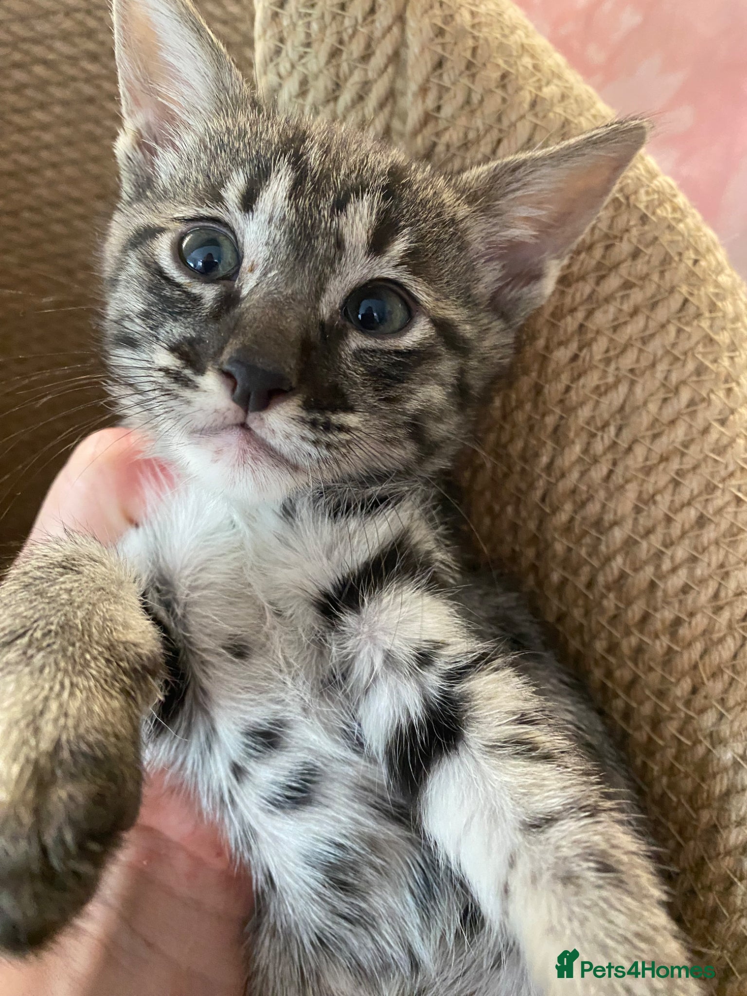 Savannah cats for sale: Savannah PED’G kittens dark boy, light girl F5 sbt - Advert 1