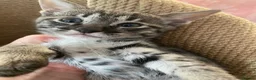 Savannah cats for sale: Savannah PED’G kittens dark boy, light girl F5 sbt - Advert 1