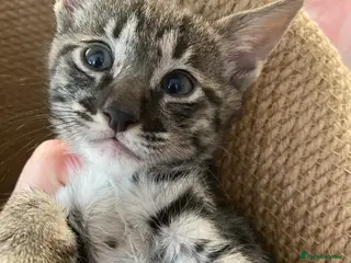 Savannah cats for sale: Savannah PED’G kittens dark boy, light girl F5 sbt - Advert 1