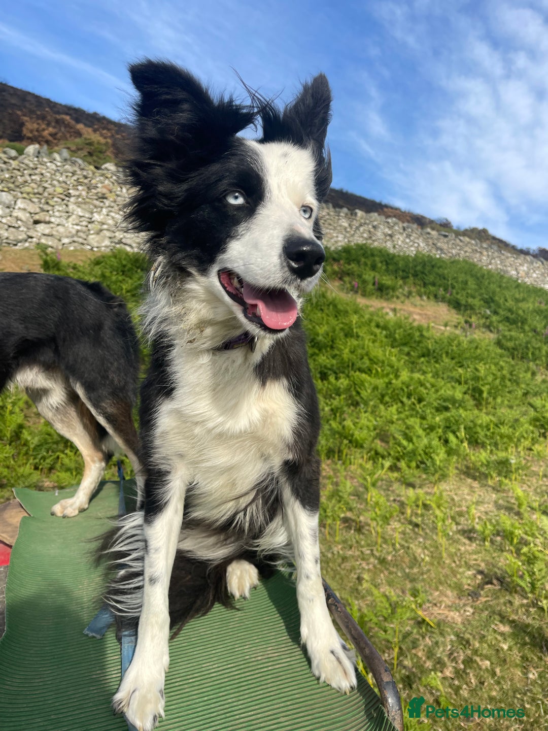 Border Collie dogs for sale: Failed sheepdog looking for very active home - Image 4