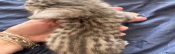 Bengal cats for sale: Really stunning bengal litter  - Advert 11