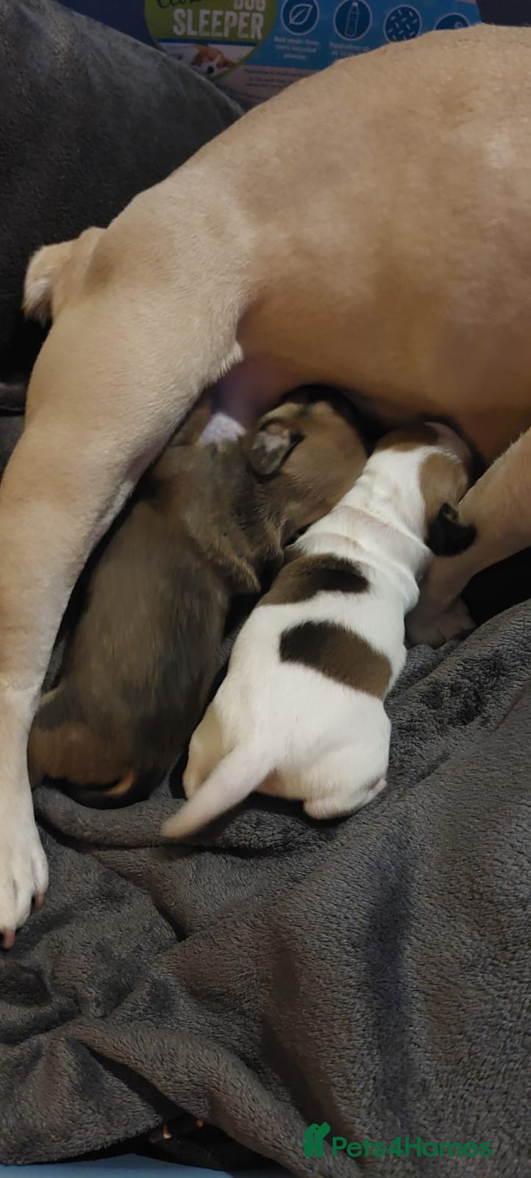 Mixed Breed dogs for sale: French bulldogs/cocker spaniel pups  - Advert 7