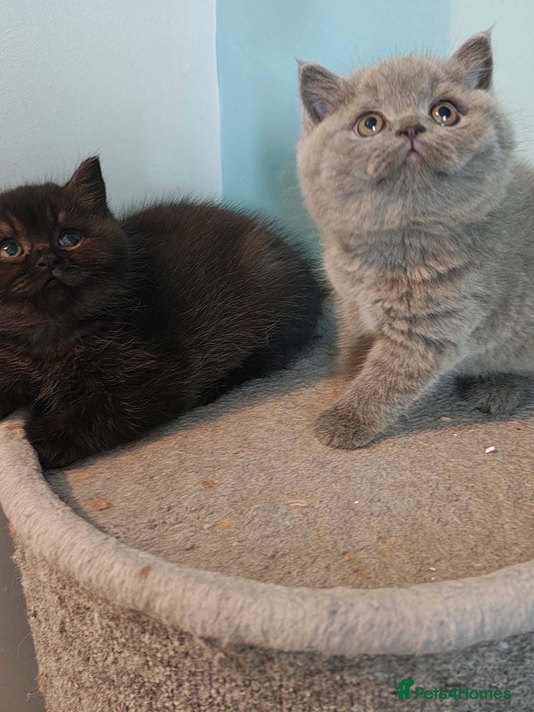 British Shorthair cats for sale: Stunning Teddy bear BSH kittens  GCCF  - Image 27