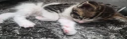 Mixed Breed cats for sale: Adorable and Playfull Kittens  - Advert 3