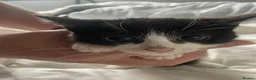 Mixed Breed cats for sale: 2 different litters - Advert 3
