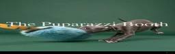 Italian Greyhound dogs for sale: Kc registered Italian greyhound pups  - Advert 5