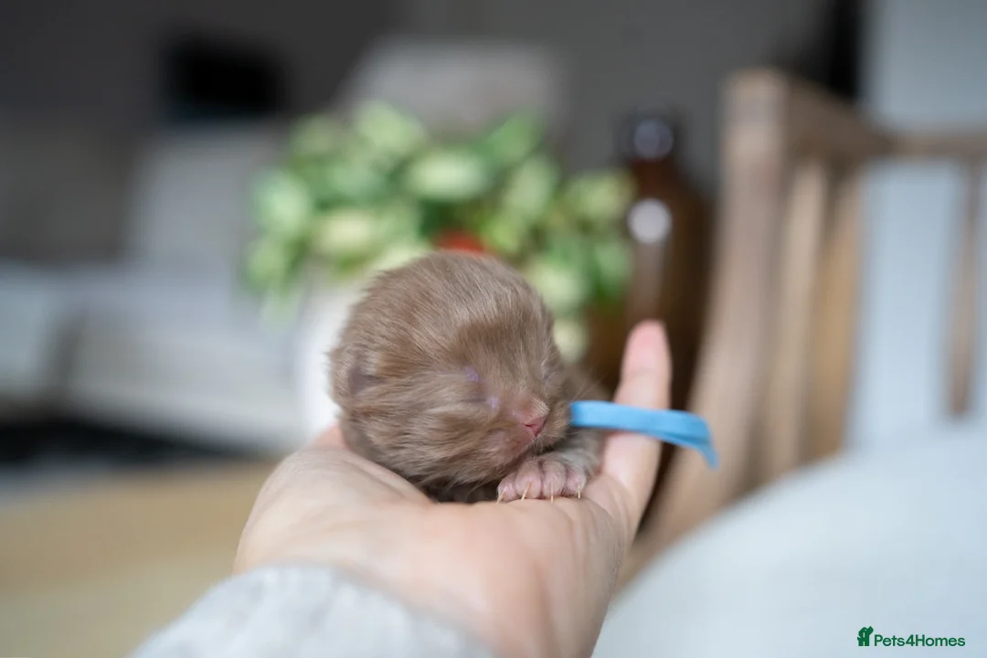 British Shorthair cats for sale: Another Wonderful Litter ❤️ - Advert 9