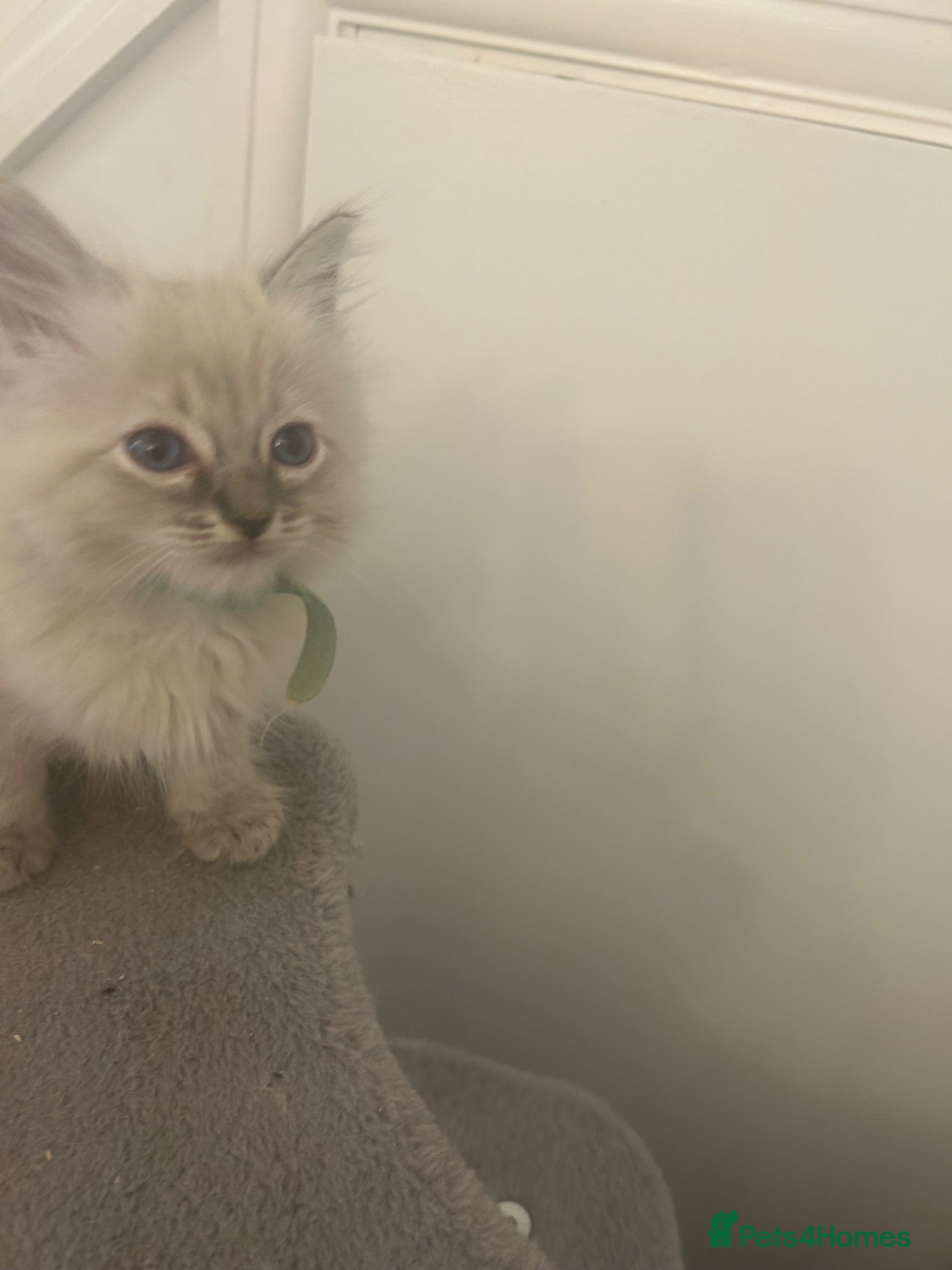 Ragdoll cats Pure Ragdoll Kittens 4 Females, 2 Males (REDUCED) - Advert 2