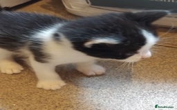 Mixed Breed cats for sale: Lovely Bengal x kittens for sale. - Advert 17