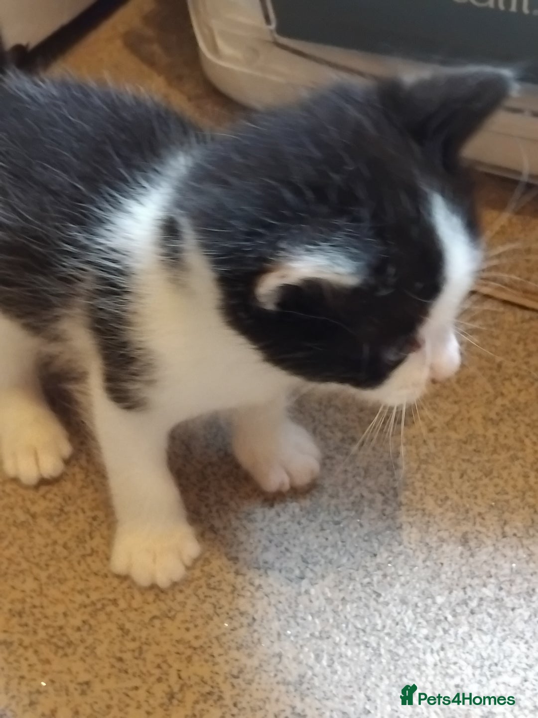 Mixed Breed cats for sale: Lovely Bengal x kittens for sale. - Advert 17