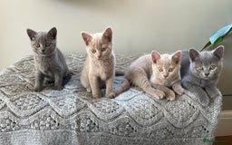 British Shorthair cats for sale: One beautiful lilac boy looking for a new home - Image 1