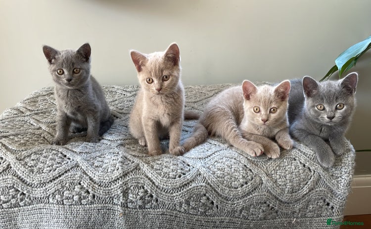 British Shorthair cats - Advert 2