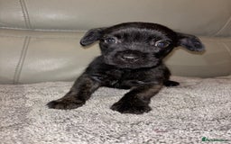 Mixed Breed dogs for sale: Rare Frenchie and Yorkie Mix litter - Image 15