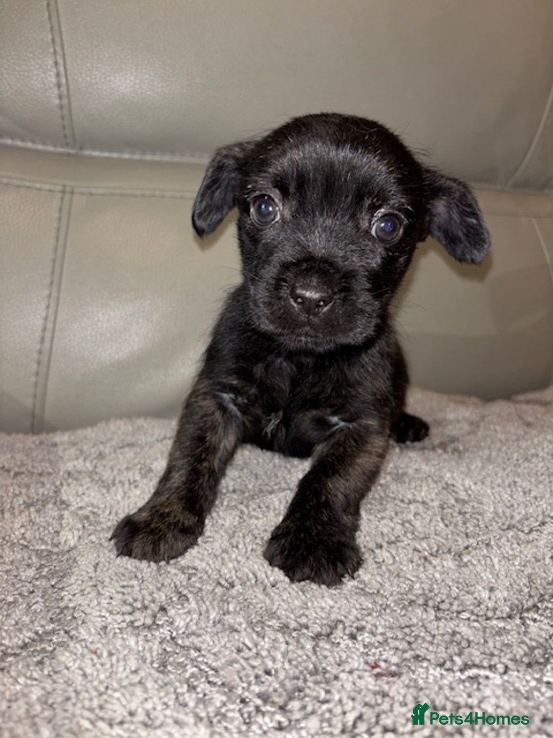 Mixed Breed dogs for sale: Rare Frenchie and Yorkie Mix litter - Image 15