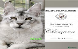 Maine Coon cats for sale: 🏅GCCF🏅 champion line pure maine coon in Waltham Cross - Image 5
