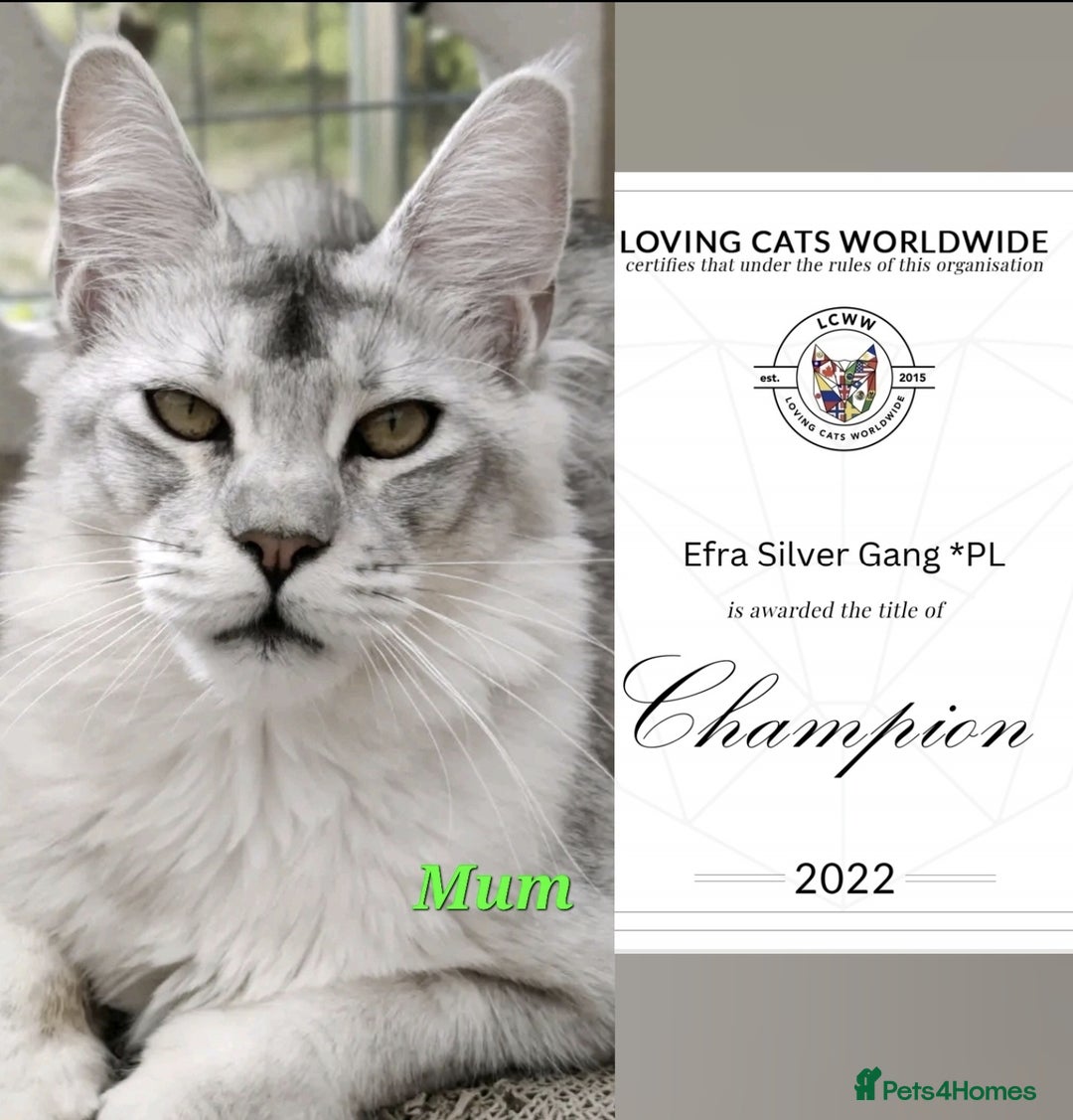 Maine Coon cats for sale: 🏅GCCF🏅 champion line pure maine coon in Waltham Cross - Image 5