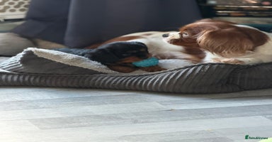 Cavalier King Charles Spaniel dogs KC registered Cavalier King Charles Puppies 💜 - Advert 5