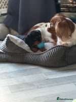 Cavalier King Charles Spaniel dogs KC registered Cavalier King Charles Puppies 💜 - Advert 9