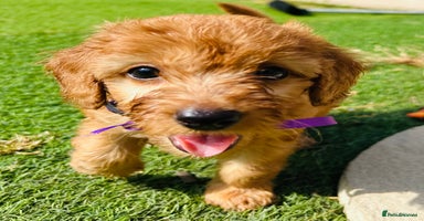 Labradoodle dogs in Milton Keynes - Advert 6